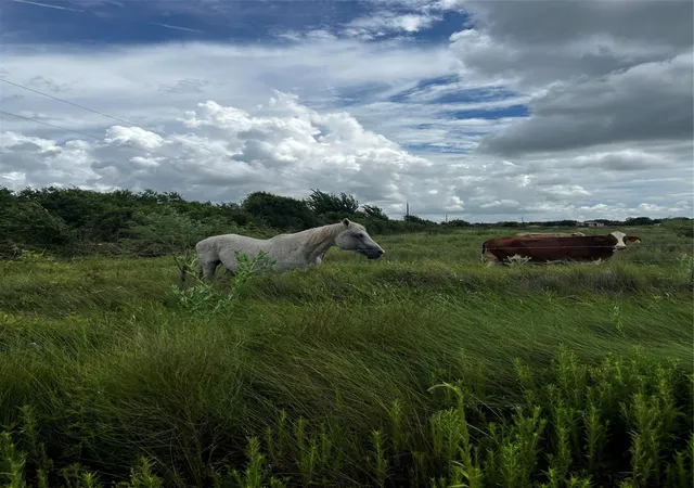 Photo 2 of Land for sale at 0 County Road 306, Brazoria, TX 77422 | MLS# 50110346 | Listing updated on 2026-09-08