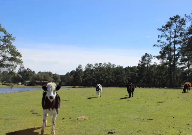 Photo 3 of Land for sale at 28335 Riley Rd, Waller, TX 77484 | MLS# 43605853 | Listing updated on 2026-09-30