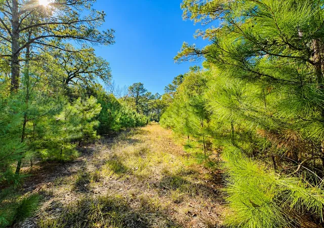 Photo 4 of Land for sale at Lot 14 Cr 114, Centerville, TX 75833 | MLS# 35054064 | Listing updated on 2026-07-12