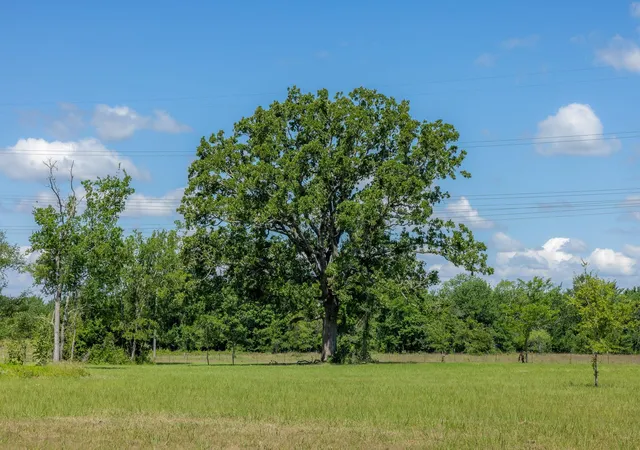 Homes for sale in Bedias, TX | 6781 Atakapan Trail, Bedias, TX 77831 | MLS# 7420334