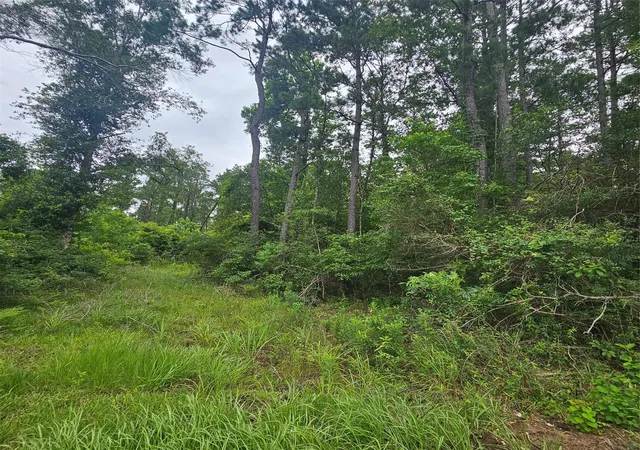 4th image of 000 County Road 3110, Call, TX 75933 | MLS# 56346739