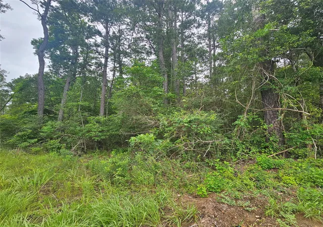 5th image of 000 County Road 3110, Call, TX 75933 | MLS# 56346739