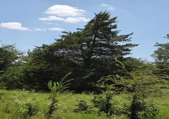 Photo 3 of Land for sale at 0 Highway 14, Thornton, TX 76687 | MLS# 5884927 | Listing updated on 2026-07-29
