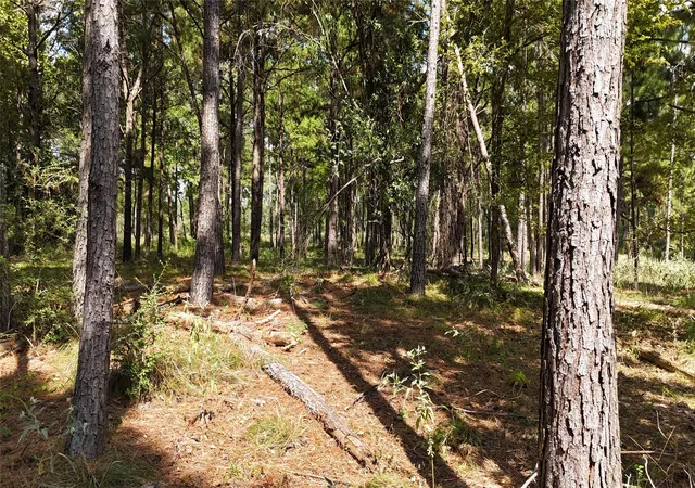 3rd image of Tbd Cherokee Trail, Lovelady, TX 77851 | MLS# 29778044