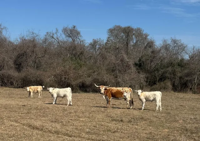 28th image of 0 West Rd, Hempstead, TX 77445 | MLS# 52514532