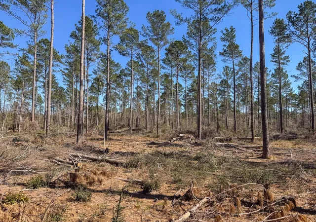 Photo 1 of Land for sale at 01 Boontown Rd, Trinity, TX 75845 | MLS# 80321398 | Listing updated on 2026-07-29