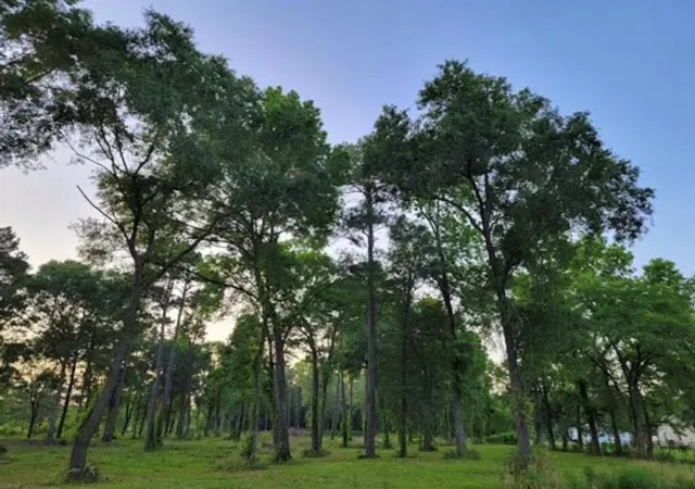 Photo 2 of Land for sale at 10171 Ehlers Rd, Conroe, TX 77302 | MLS# 8094173 | Listing updated on 2026-07-17