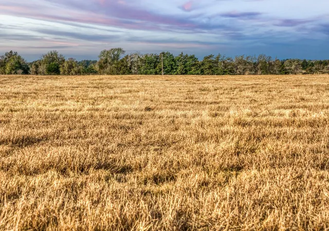 2nd image of Tbd County Road 318, Caldwell, TX 77836 | MLS# 41280600