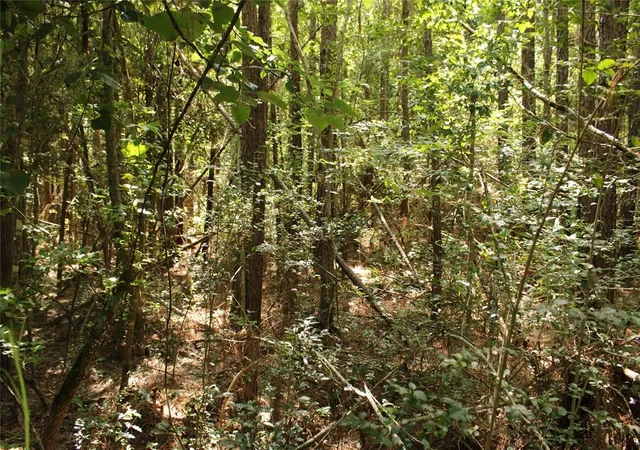 Photo 3 of Land for sale at Tbd 10th Street, Shepherd, TX 77371 | MLS# 51585152 | Listing updated on 2026-08-29