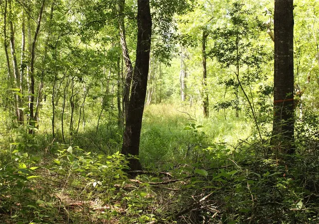 Photo 4 of Land for sale at Tbd 10th Street, Shepherd, TX 77371 | MLS# 51585152 | Listing updated on 2026-08-29
