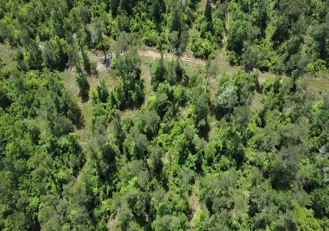 Homes for sale in Thicket, TX | Tbd Kelly Rd Rd, Thicket, TX 77374 | MLS# 46393713