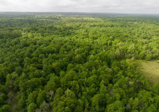 Photo 2 of Land for sale at 0 Fodice Rd, Pennington, TX 75856 | MLS# 96511603 | Listing updated on 2026-07-22