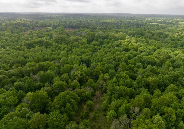 Photo 3 of Land for sale at 0 Fodice Rd, Pennington, TX 75856 | MLS# 96511603 | Listing updated on 2026-07-22