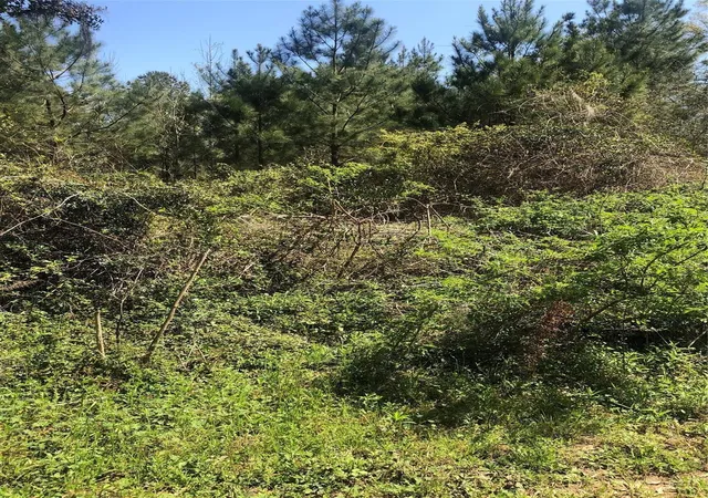 Photo 2 of Land for sale at 0 Piney Ln, Coldspring, TX 77331 | MLS# 85744489 | Listing updated on 2026-08-26