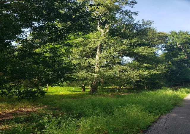 1st image of 20921 Levee Road Road, Guy, TX 77444 | MLS# 67922466