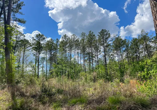 Homes for sale in Colmesneil, TX | 000 County Road 2834, Colmesneil, TX 75938 | MLS# 35017427