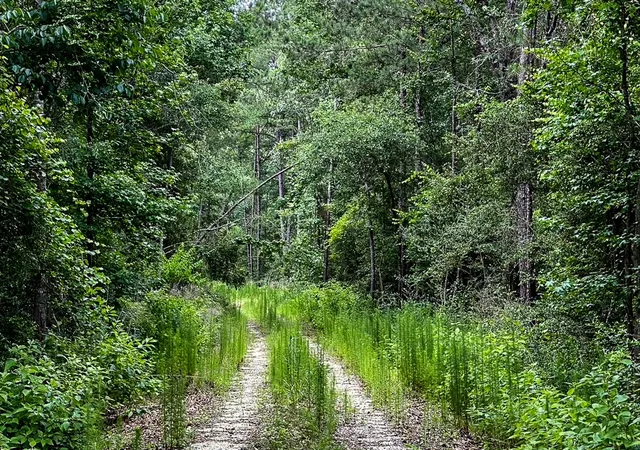 4th image of 3 Acres Sky Oak Ln, Huntsville, TX 77340 | MLS# 69787011