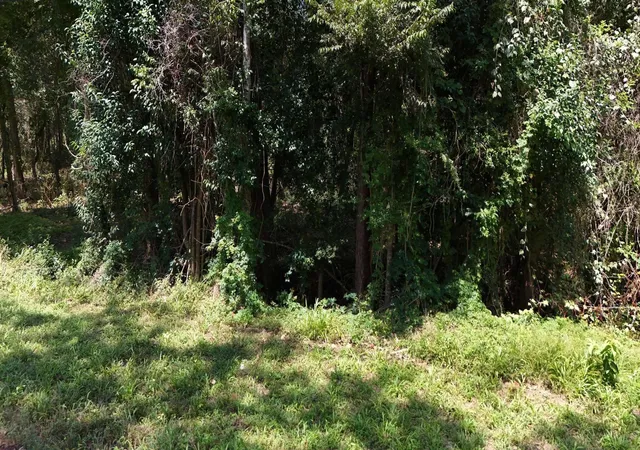 Photo 3 of Land for sale at 00 Cherry Creek Rd, Dayton, TX 77535 | MLS# 56600469 | Listing updated on 2026-08-24