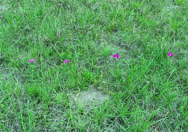 Photo 3 of Land for sale at Lot 3 Pvt 1671, Hallettsville, TX 77964 | MLS# 92766186 | Listing updated on 2026-05-18