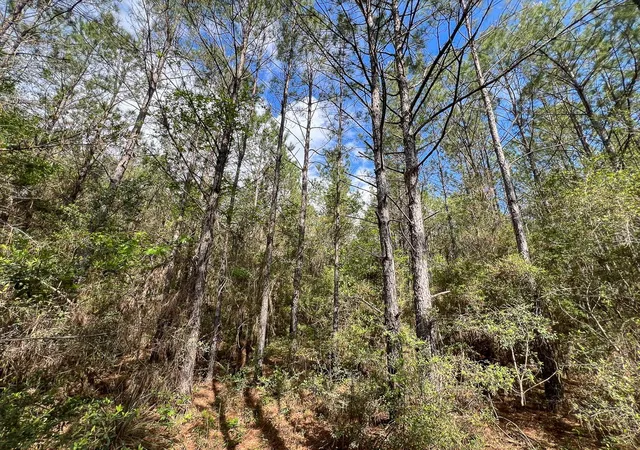 5th image of 2 Cr 4280, Woodville, TX 75979 | MLS# 10647161