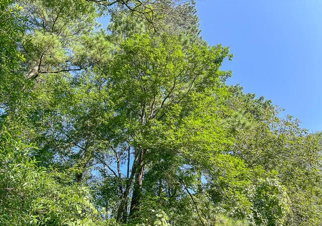 Photo 2 of Land for sale at Tbd Fm 1008, Dayton, TX 77535 | MLS# 58586871 | Listing updated on 2026-07-22