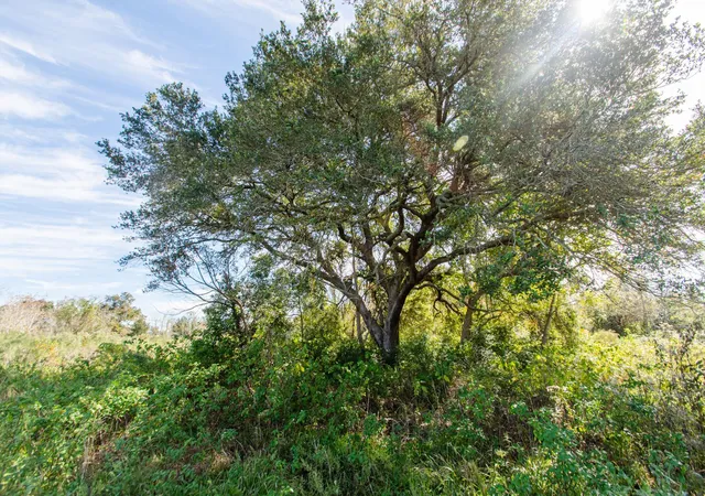 1st image of Tbd Hwy 36, Jones Creek, TX 77541 | MLS# 41984235