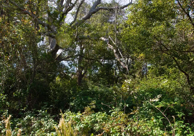 27th image of Tbd Hwy 36, Jones Creek, TX 77541 | MLS# 41984235