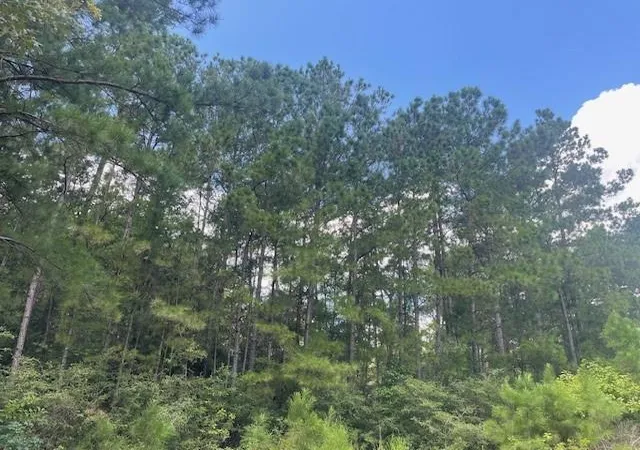 Photo 3 of Land for sale at 717 Lonestar Rd, Huntsville, TX 77340 | MLS# 23704237 | Listing updated on 2026-01-15