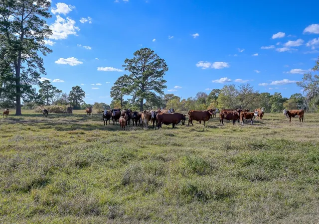Photo 2 of Land for sale at 100 Acres Spring Branch Rd, Montgomery, TX 77316 | MLS# 44465795 | Listing updated on 2026-05-23