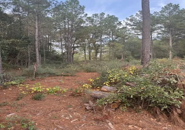 Photo 1 of Land for sale at 0 Basswood Ln, Plantersville, TX 77363 | MLS# 81917827 | Listing updated on 2025-11-21