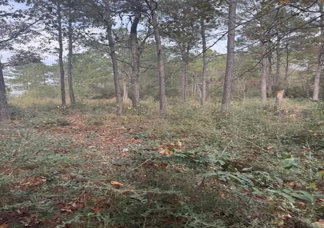 Photo 3 of Land for sale at 0 Basswood Ln, Plantersville, TX 77363 | MLS# 81917827 | Listing updated on 2025-11-21