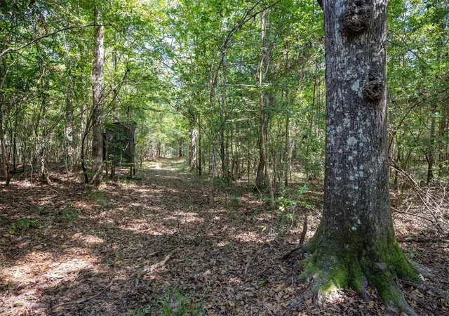 Photo 3 of Land for sale at Tbd County Road 4520, Warren, TX 77664 | MLS# 10623002 | Listing updated on 2026-08-27