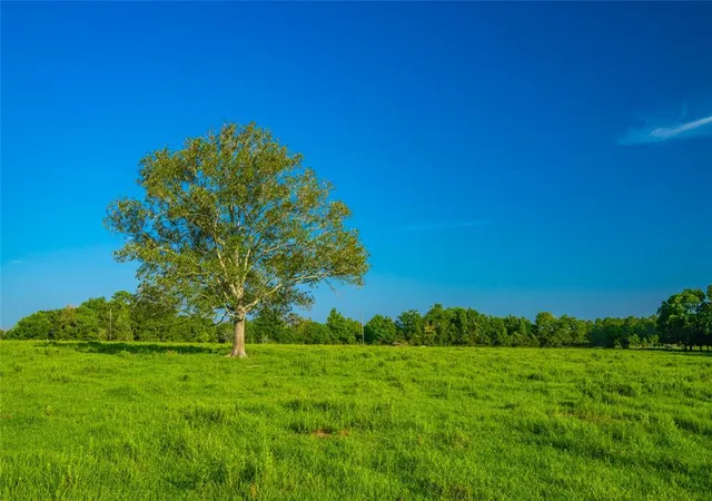 Photo 1 of Land for sale at 0 Farm To Market 256, Woodville, TX 75979 | MLS# 12892566 | Listing updated on 2026-03-02