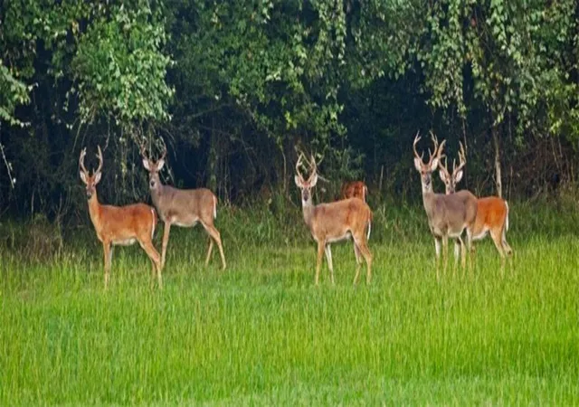 Photo 3 of Land for sale at Lot 282&283 Livingston Dr, Cleveland, TX 77327 | MLS# 4157820 | Listing updated on 2026-08-06
