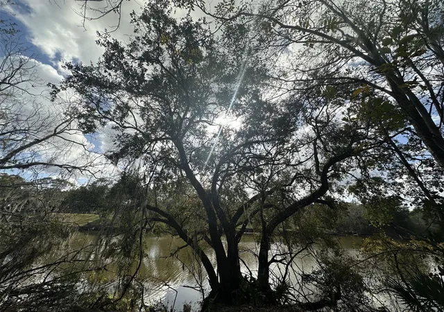 Photo 3 of Land for sale at 0 County Rd 244a, Brazoria, TX 77422 | MLS# 44035547 | Listing updated on 2026-02-11