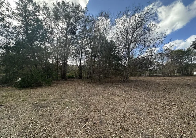Photo 4 of Land for sale at 0 County Rd 244a, Brazoria, TX 77422 | MLS# 44035547 | Listing updated on 2026-02-11