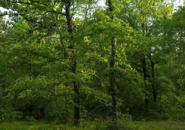 Photo 3 of Land for sale at 1-7-15 Forever Rd, New Waverly, TX 77358 | MLS# 28405606 | Listing updated on 2026-10-10