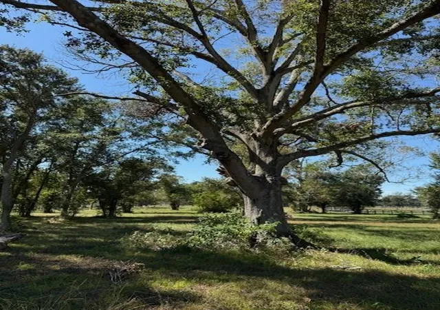 Photo 3 of Land for sale at 21603 Chenango Lake Dr, Angleton, TX 77515 | MLS# 53583110 | Listing updated on 2026-07-28