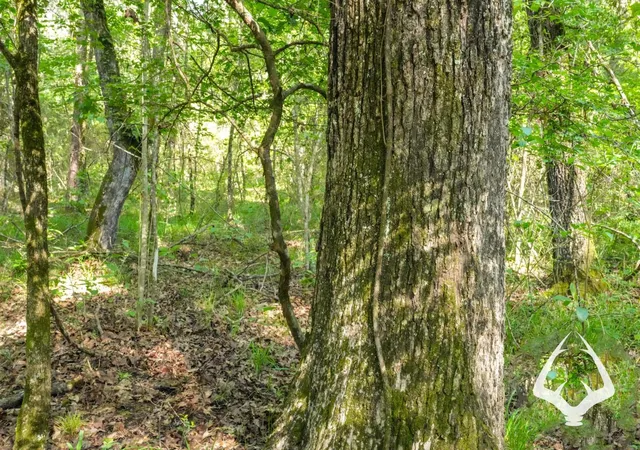 Photo 17 of Land for sale at 00 Fm 357, Kennard, TX 75847 | MLS# 46726173 | Listing updated on 2026-08-29