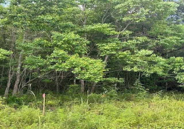 Photo 2 of Land for sale at Tbd 3 County Rd 2223 B, Cleveland, TX 77327 | MLS# 97637624 | Listing updated on 2026-05-26