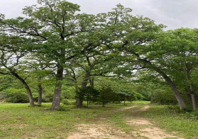 1st image of 1803 Doe Run Dr, Waelder, TX 78959 | MLS# 93621674