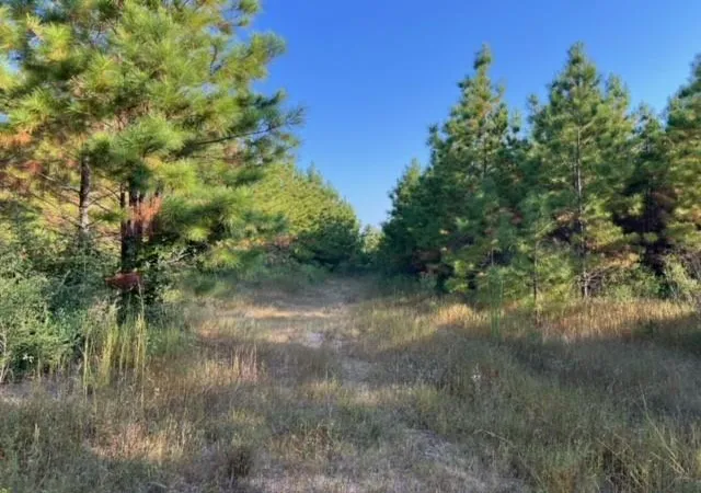 1st image of 290 Red Holw, Livingston, TX 77351 | MLS# 51143108