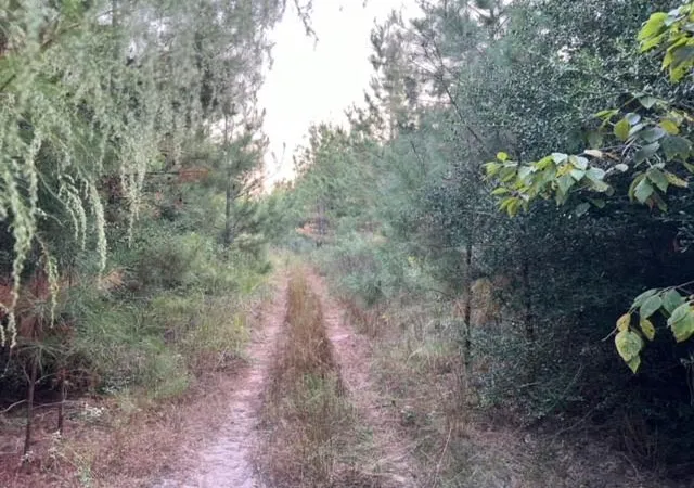 3rd image of 290 Red Holw, Livingston, TX 77351 | MLS# 51143108