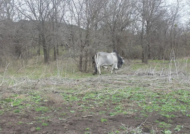 4th image of 220 Private Road 16025, Jonesboro, TX 76538 | MLS# 78106184