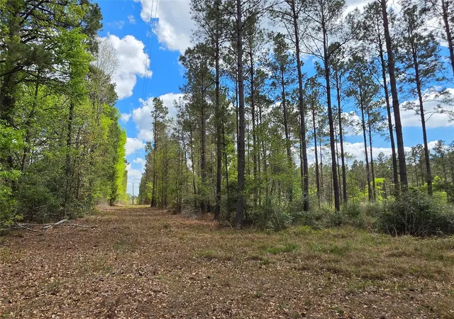 Photo 4 of Sale Pending at Tbd Kelley Rd, Livingston, TX 77351 | MLS# 10770181 | Listing updated on 2026-08-25