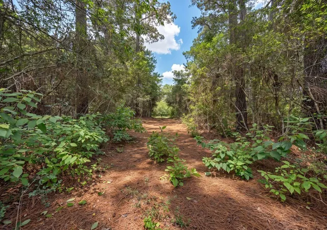 8th image of Tba South Section, 3340 Cr 325, Navasota, TX 77868 | MLS# 26651631