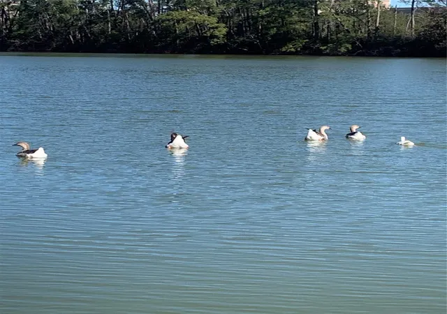 Photo 3 of Land for sale at 617 White Bass, Conroe, TX 77384 | MLS# 20825109 | Listing updated on 2026-08-26