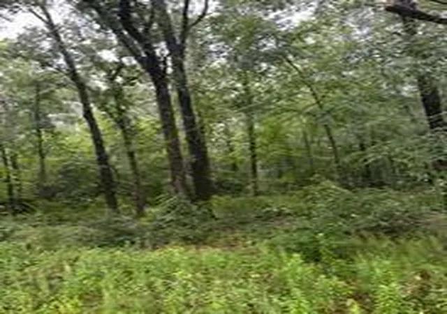 Photo 3 of Land for sale at Tbd Moonbeam Dr, Livingston, TX 77351 | MLS# 80034300 | Listing updated on 2026-09-16