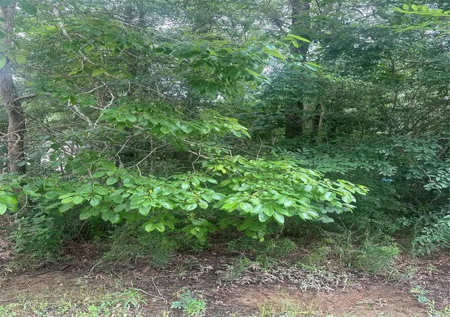 Photo 3 of Land for sale at Tbd Oakridge, Livingston, TX 77351 | MLS# 76740107 | Listing updated on 2026-06-04