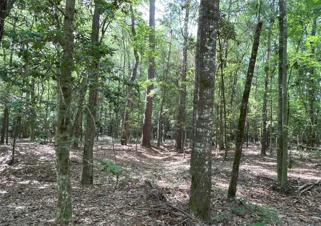 5th image of Tbd Upper Leggett Rd, Leggett, TX 77350 | MLS# 85175636